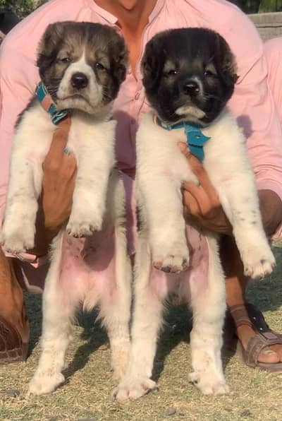 Alabai Pair / security Dog / Afghan Kochi / King kurdish kangal pair