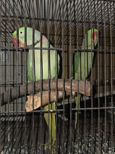 Raw parrot