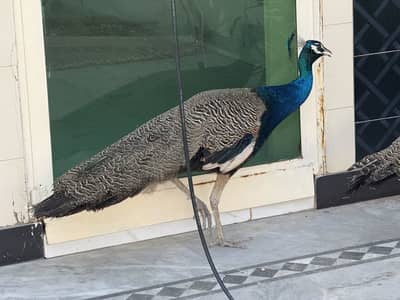 Peacock for sale