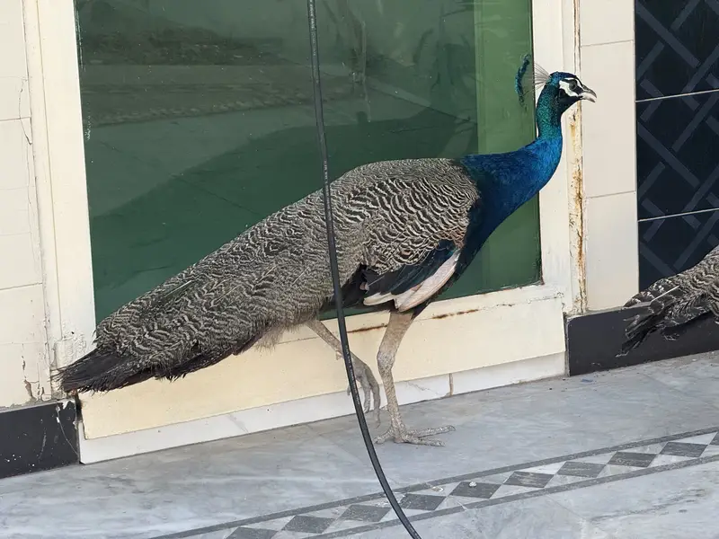 Peacock for sale