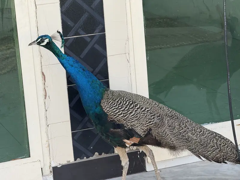 Peacock for sale — photo 2