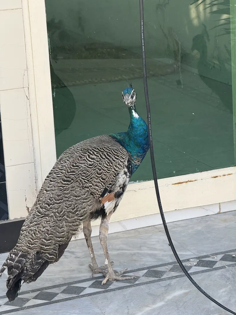 Peacock for sale — photo 3