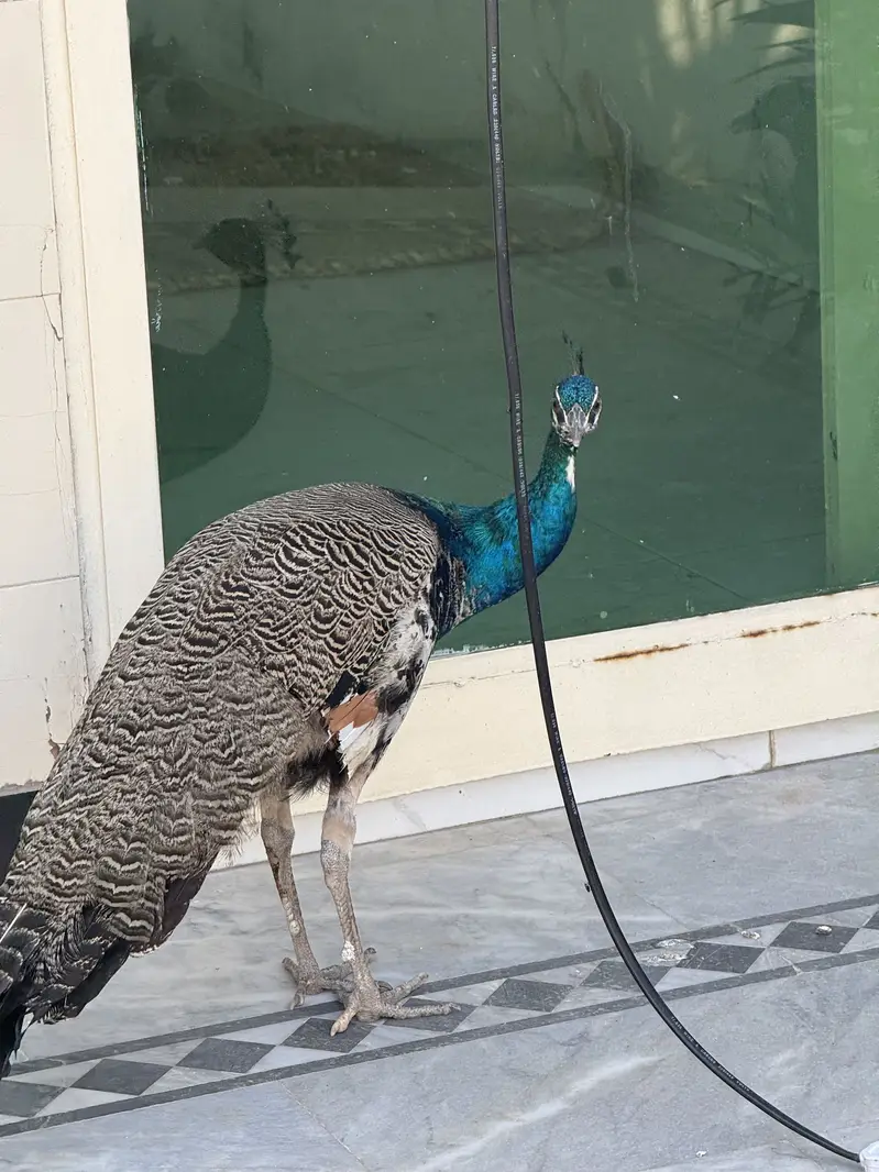 Peacock for sale — photo 4