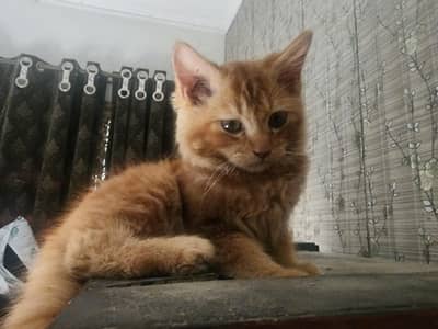 Persian Ginger kitten for Exchange