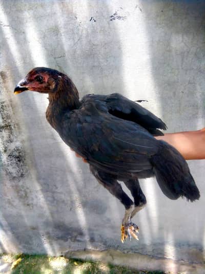 PURE ASEEL THAI FEMALE CHICK