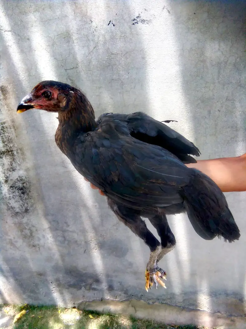 PURE ASEEL THAI FEMALE CHICK — photo 6