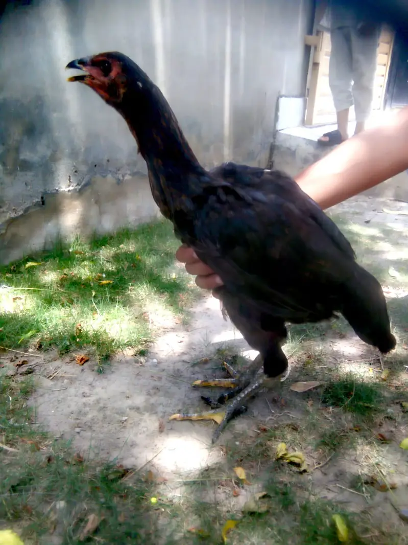 PURE ASEEL THAI FEMALE CHICK — photo 2