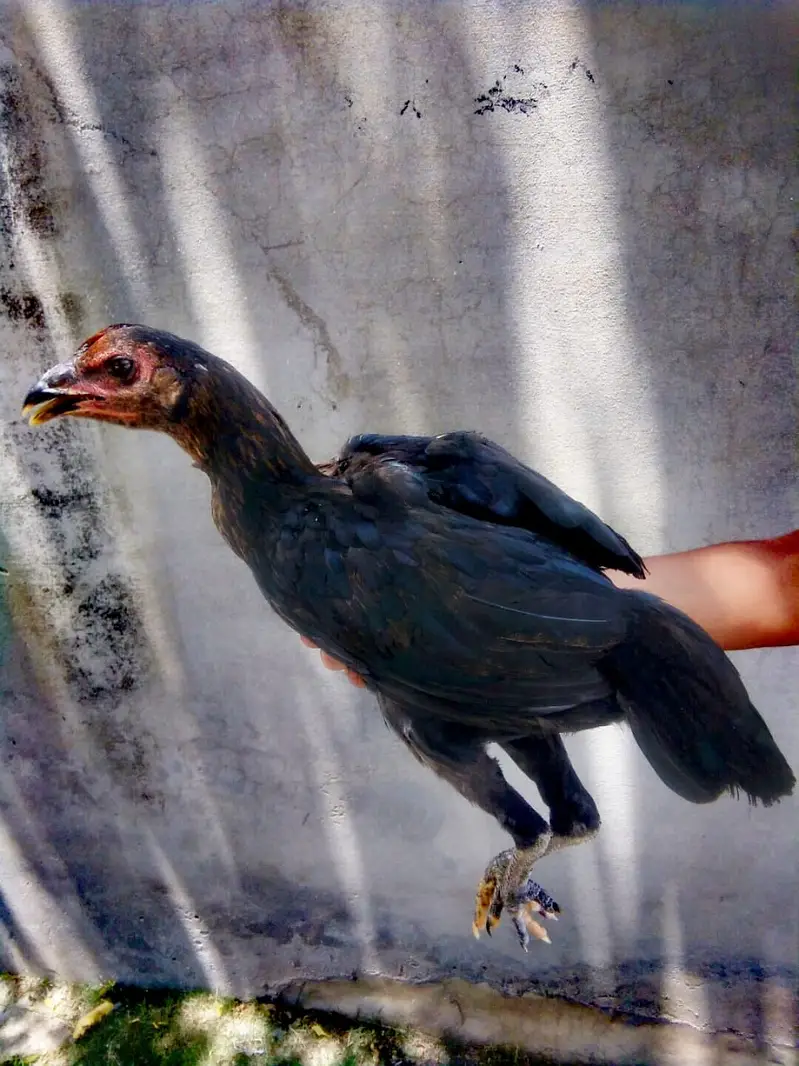 PURE ASEEL THAI FEMALE CHICK — photo 3