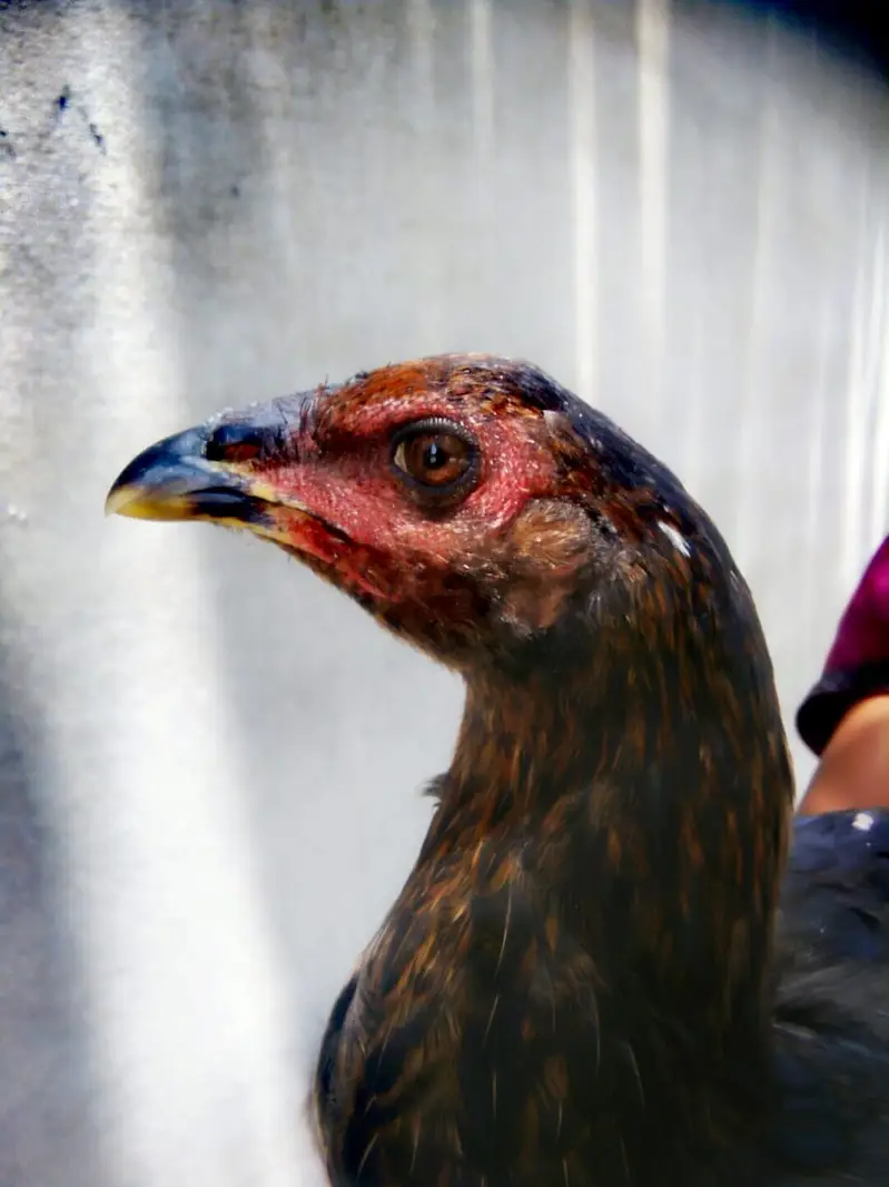 PURE ASEEL THAI FEMALE CHICK — photo 4