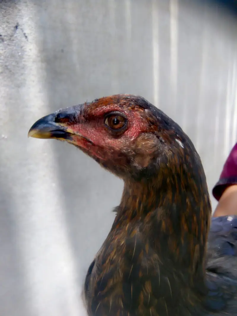 PURE ASEEL THAI FEMALE CHICK — photo 5