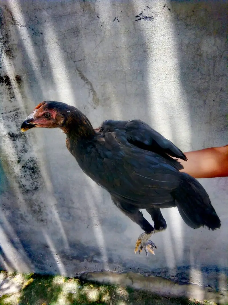 PURE ASEEL THAI FEMALE CHICK