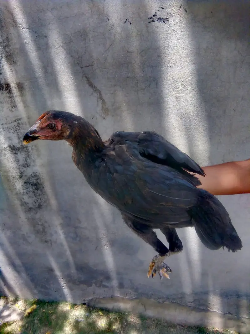 PURE ASEEL THAI FEMALE CHICK — photo 7