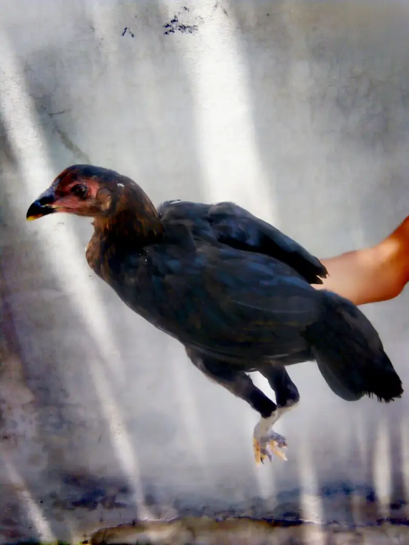 PURE ASEEL THAI FEMALE CHICK — photo 8