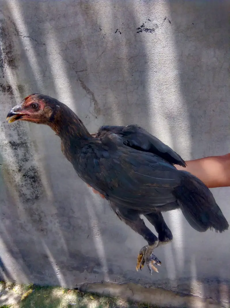 PURE ASEEL THAI FEMALE CHICK — photo 9