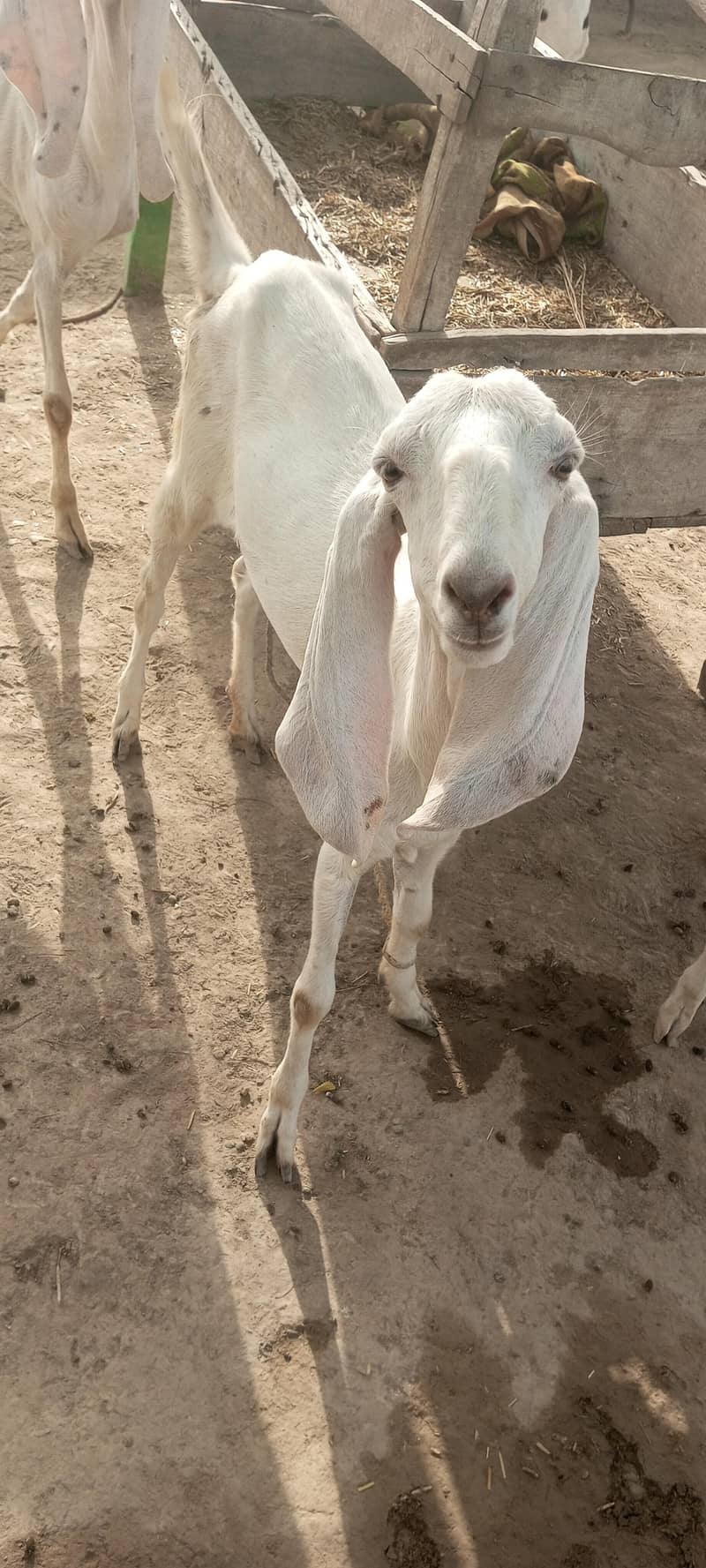 خوبصورت  سفید دیسی  بکری برائے فروخت 0