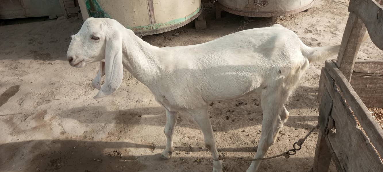 خوبصورت  سفید دیسی  بکری برائے فروخت 1