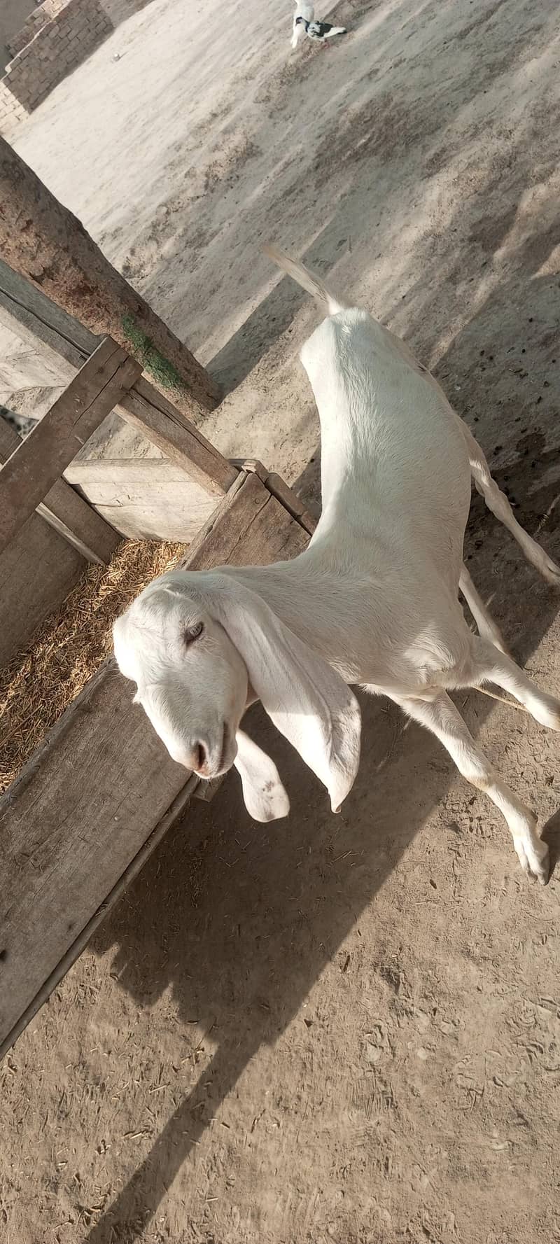 خوبصورت  سفید دیسی  بکری برائے فروخت 2