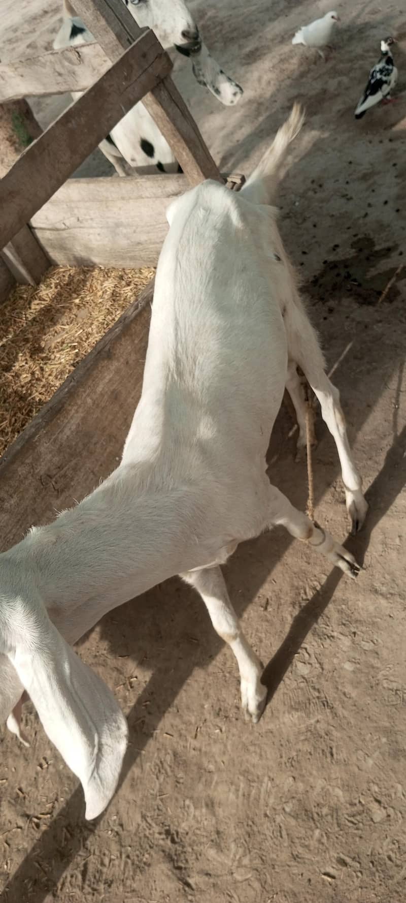 خوبصورت  سفید دیسی  بکری برائے فروخت 3