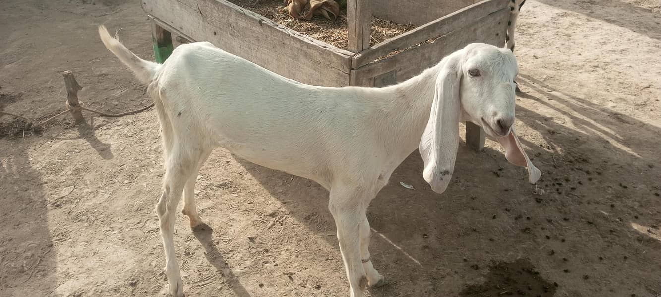 خوبصورت  سفید دیسی  بکری برائے فروخت 4