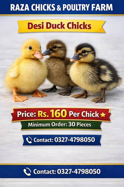 Desi Ducklings 160 rs khaki Campbell 180 rs