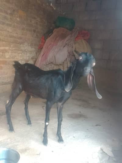 Bakra for sell
