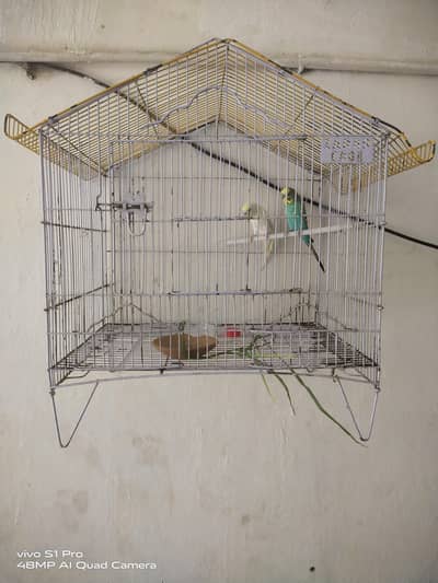 Australian parrots with cage