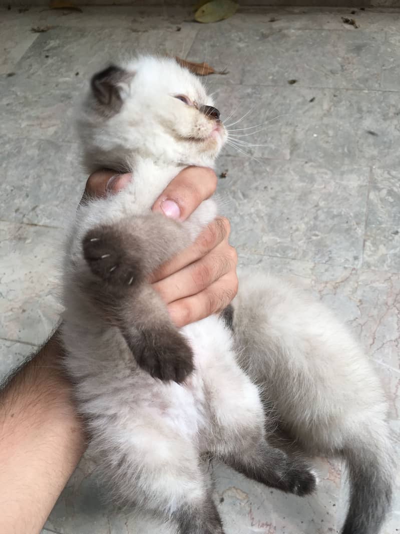 Fully trained fully sharp 1