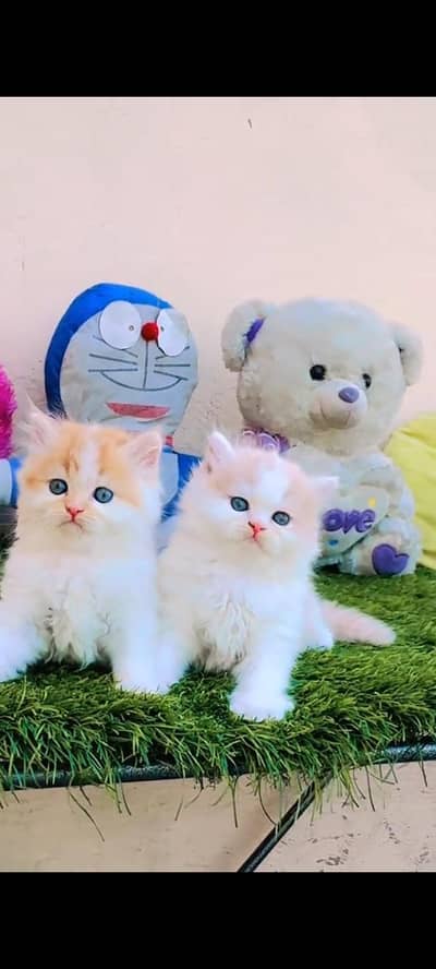 persian cat for sale MywatsapppNumber0341-15-94-140
