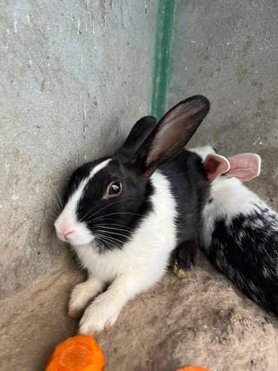 Rabbit