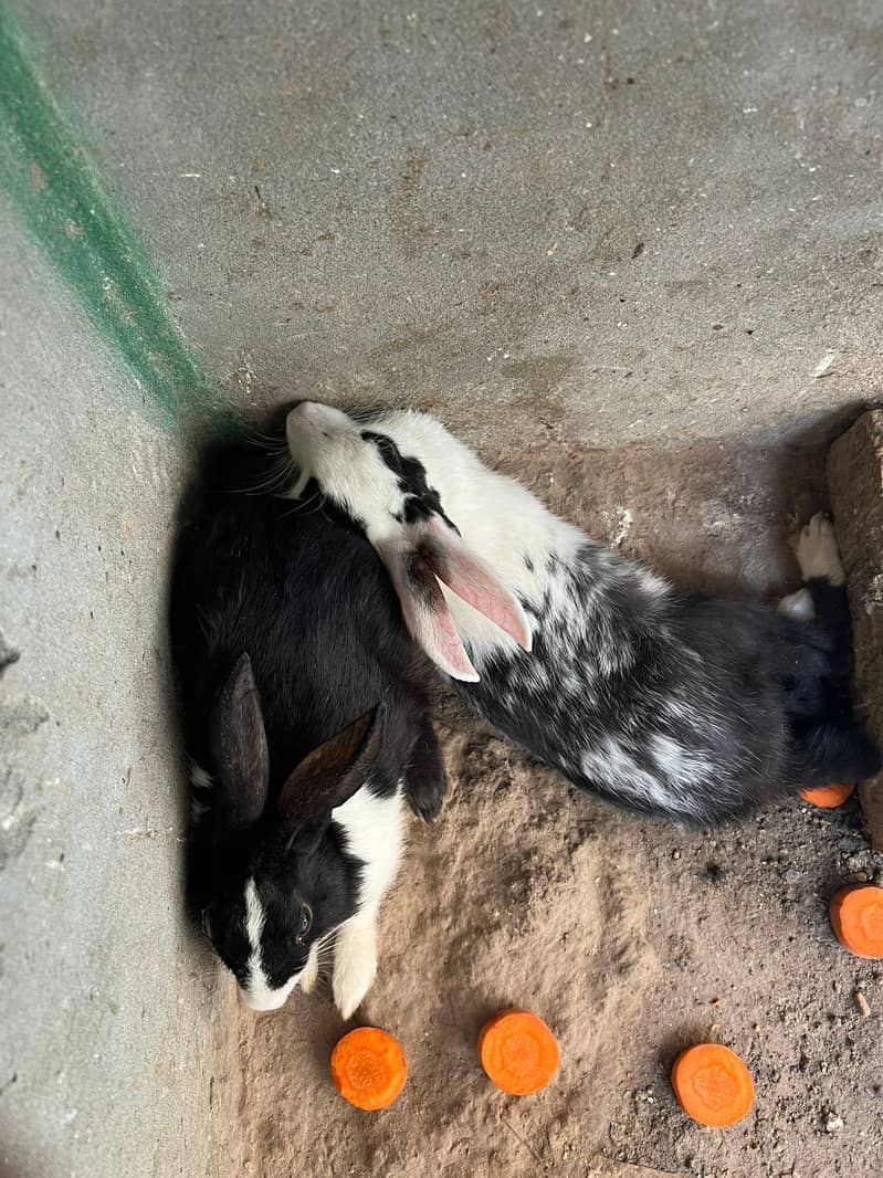 Rabbit 1