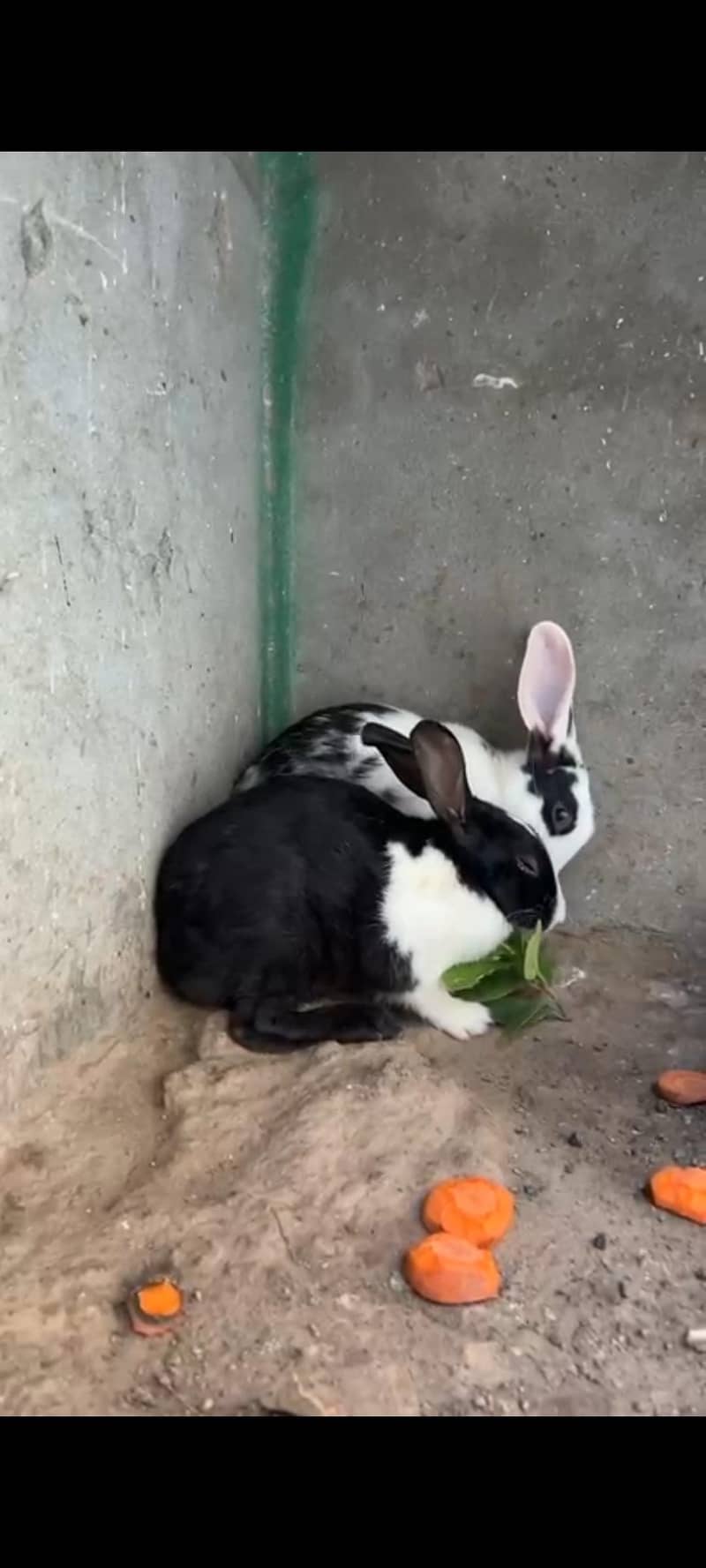 Rabbit 2
