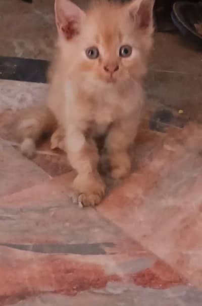 Persian Kitten Sale