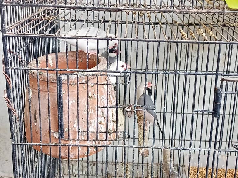 java sparrows for sale. . 1