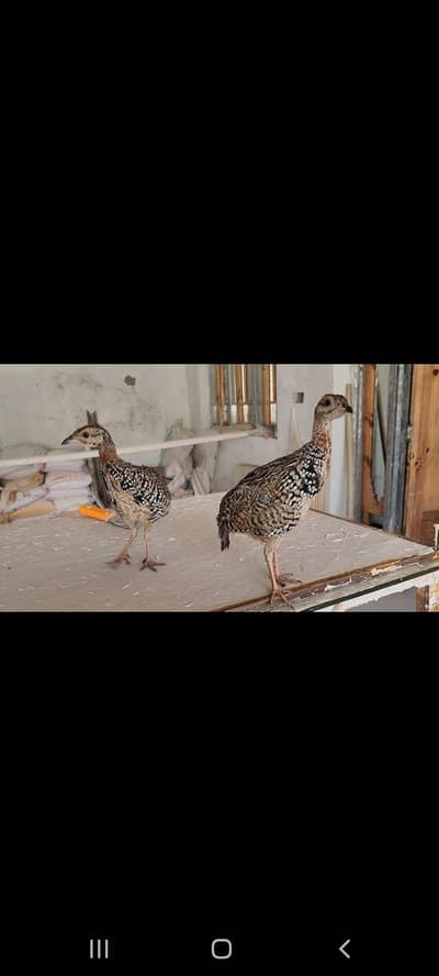 Sindhi Chicks available