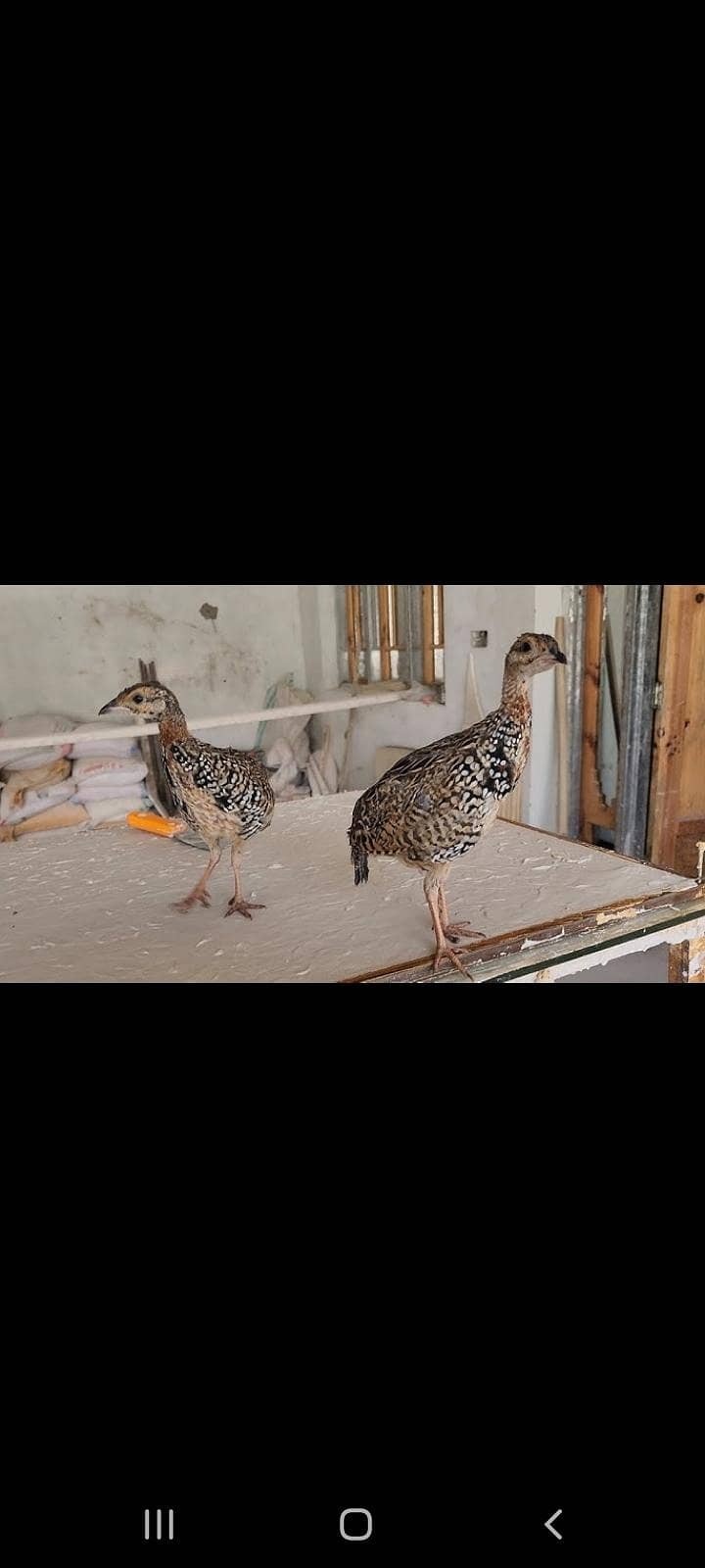 Sindhi Chicks available 0