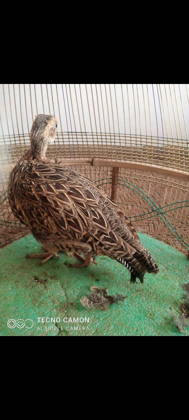 Sindhi Chicks available 2