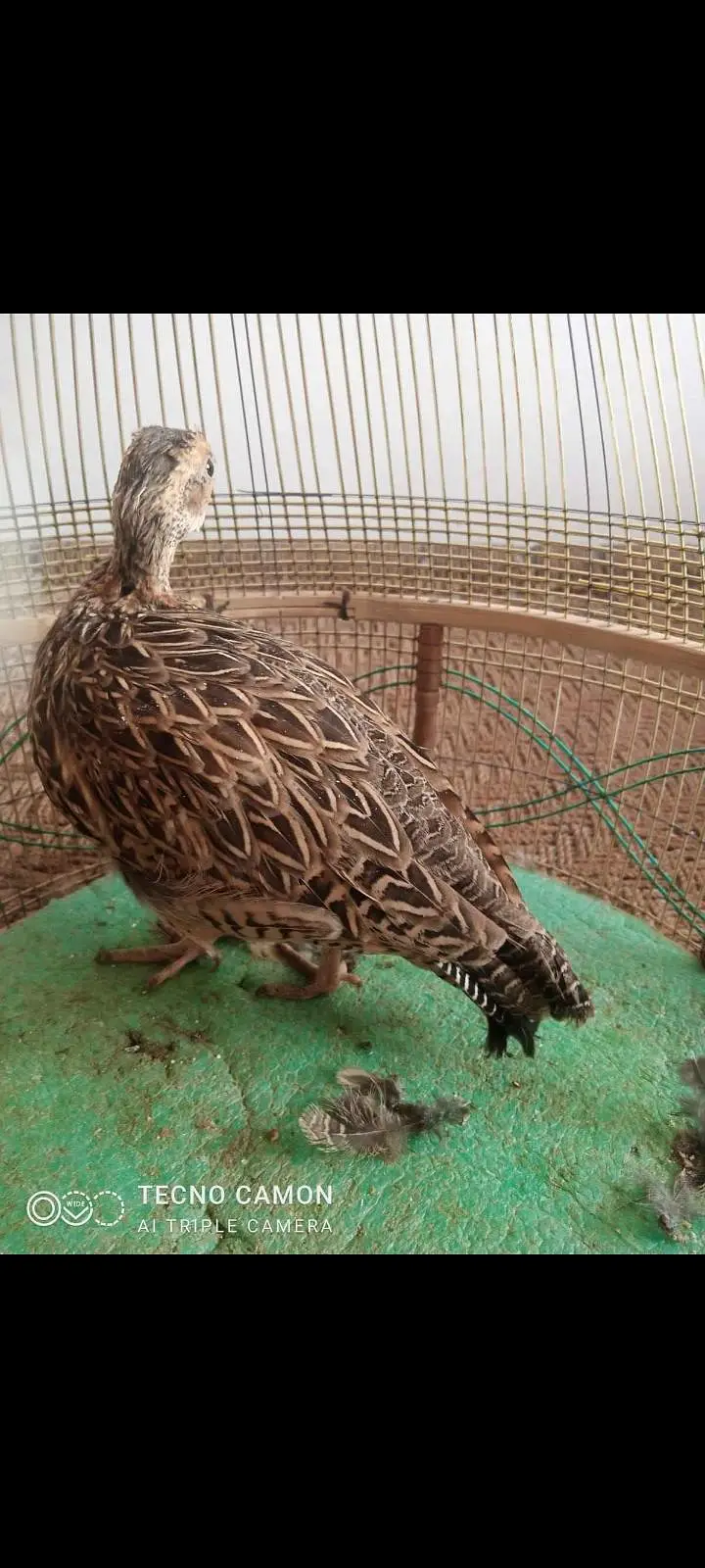 Sindhi Chicks available — photo 3