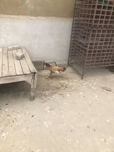 Hen or Chicken