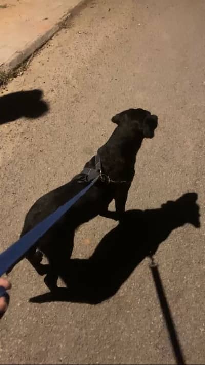 Female British Labrador