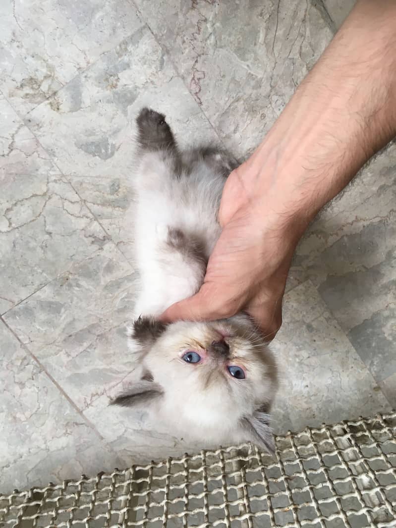 Fully trained fully sharp 3
