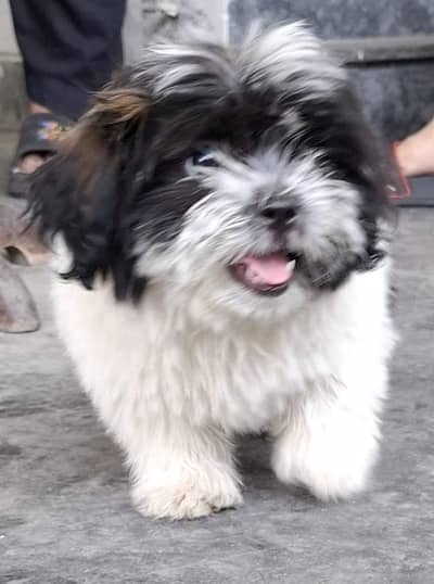 Shihtzu pup 3 months