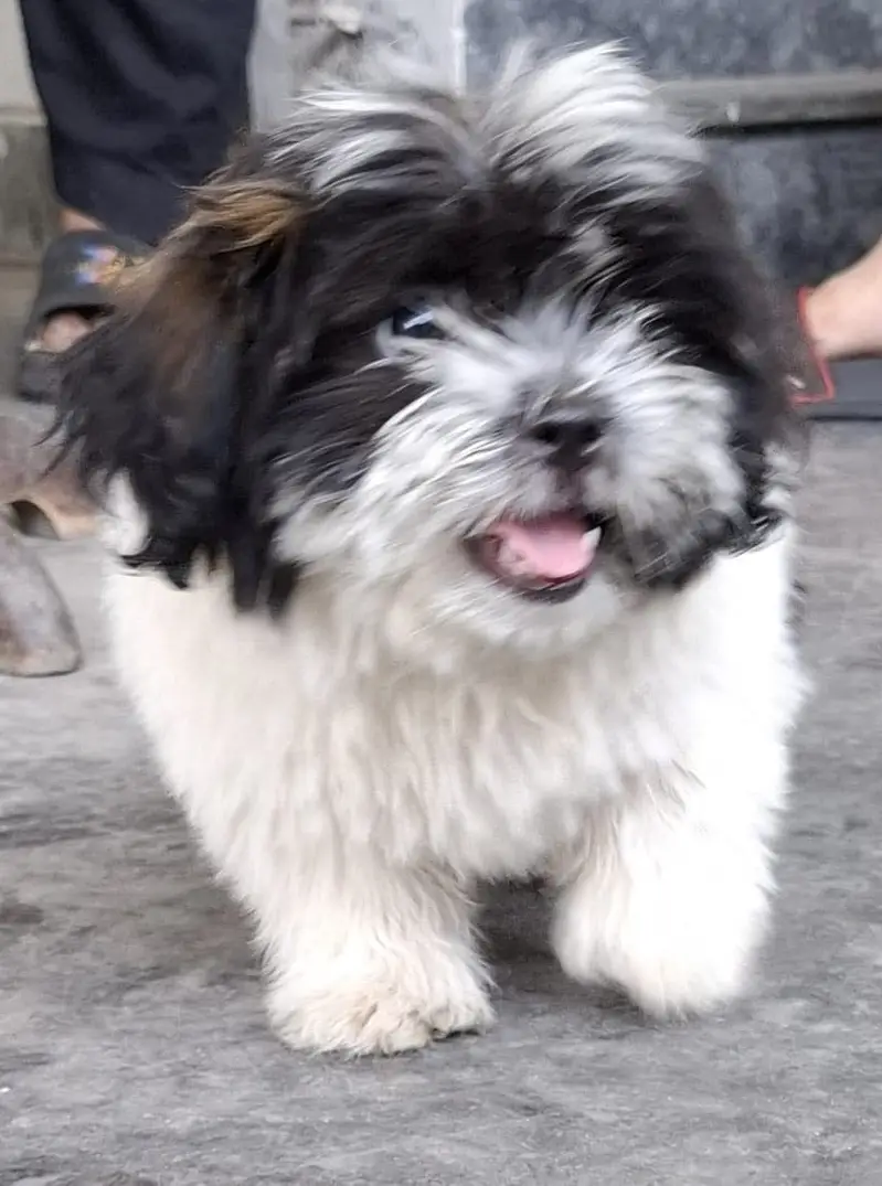 Shihtzu pup 3 months