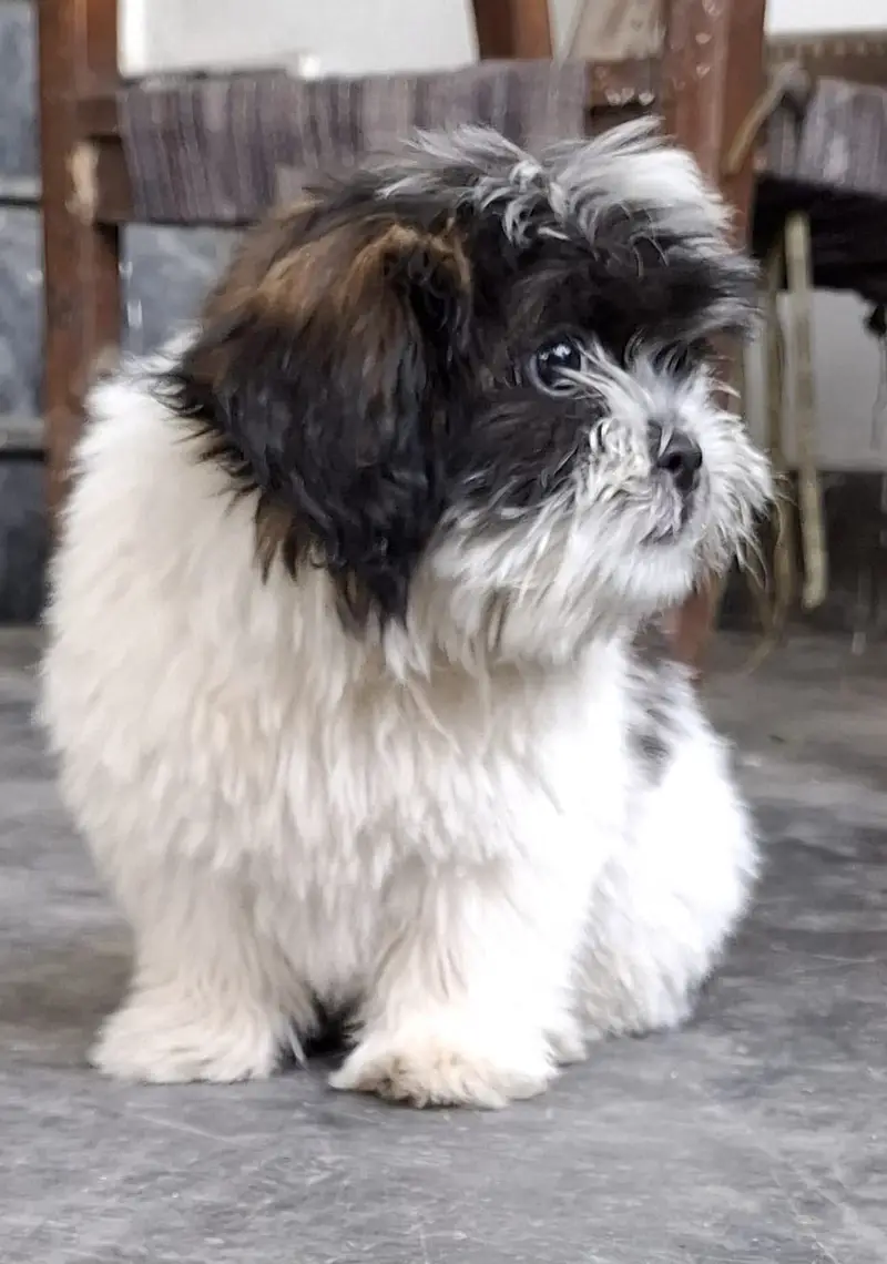 Shihtzu pup 3 months — photo 2