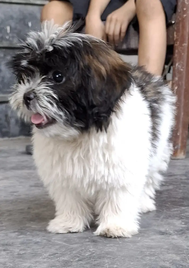 Shihtzu pup 3 months — photo 3
