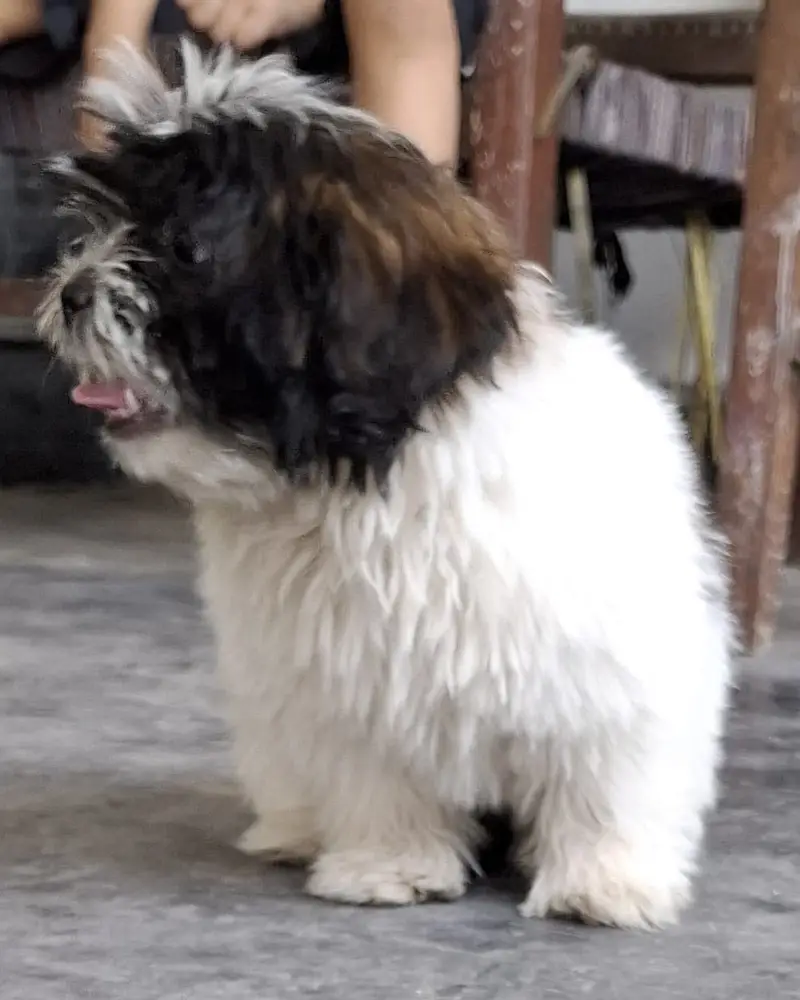 Shihtzu pup 3 months — photo 4