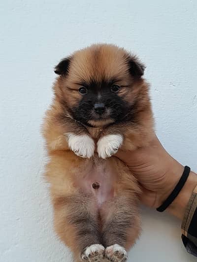 tea cup pomeranian
