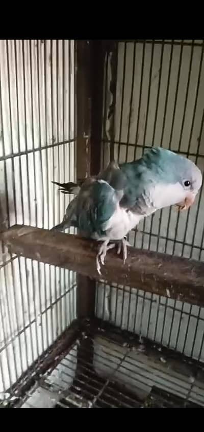 monk female/eno cocktail / plumhead /Gouldian/ Love birds
