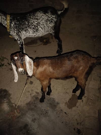 mix dasi bakri with lali