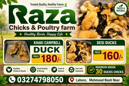 Duck | desi duck |Khaki Campbell duck | duck chicks | بطخ