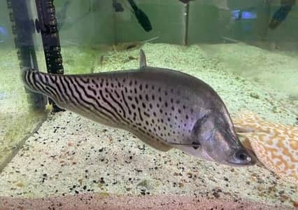 Royal knife 8inch , Axolotl , Veiltail oscar , highback arowana